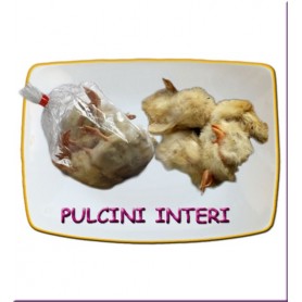 PULCINI INTERI