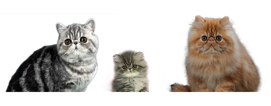 BARF GATTI